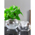 云舵创意水培植物透明玻璃花瓶水养绿萝睡莲铜钱草鱼缸玻璃容器 (20D圆球)+土培蓝 中等