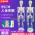 45CM 85cm人体骨骼模型 医学标准骨骼标本骷髅骨架教学模型 美术 B款85公分骨骼无神经