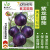 禾之润种籽孑大全南方北方香瓜早熟四季水果冰糖种植黑皮 紫龙圆茄