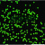 单分散 聚苯乙烯荧光微球 红色 绿色荧光微球 生物试剂 科研 绿色荧光微球 200nm 1 mL(10 m