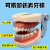 口腔备牙模型 牙科可拆卸牙齿排龈练习模具假牙模 口腔齿科材料 1:1标准模型(不可拆)