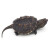 易萌 北美小鳄龟活体宠物观赏龟乌龟外塘生态养殖佛鳄龟活物小龟苗 北美3-4cm 2只