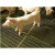 定制网猪网钢丝网片垫底网养猪羊羊猪底羊底钢筋轧花猪床漏粪 粗4毫米*孔1x5厘米1.8米x2.2米