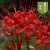 拓塞彼岸花球曼陀罗曼珠沙华花庭院盆栽石蒜花 8个球 红色+8个花盆  1-2CM
