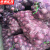 京洲实邦【100条桔红色50*80cm】加密网眼编织袋果蔬包装ZJ-0457