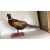 山鸡母鸡野鸡标本模型科学实验动物标本鸟类摆件客厅展览装饰品 母鸡