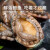 乐食港【活鲜】同城速配 鲜活鲍鱼500g（10头）  贝类海鲜水产 