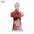 仁模RM-202A男性躯干模型13件42CM内脏躯干模型可拆人体解剖躯干模型
