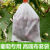 CLCEY无纺布套袋防虫防雨水防鸟桃子梨子专用袋子 白色防水30*40CM（100只