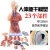 山顶松 人体躯干解剖模型 器官可拆卸 医学教学心脏 内脏模型玩具 85CM两性躯干（可拆23件） 