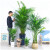 七抒散尾葵盆栽凤尾竹室内客厅大型绿植袖珍椰子夏威夷盆景富贵叶 不含盆 高度1-1.2米一盆