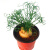 弹簧草 高端奇趣 多肉植物 稀有块根 绿植办公室内 桌面盆栽 花卉 90盆球茎约3-4厘米 不含盆