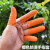 防滑手指套劳保工业乳胶手套耐磨橙色白色麻点一次性乳胶橡胶防护 橙色指套S M L混装20只/包