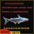 虹弦见蓝鲨观赏鱼热带鱼群游鱼清洁鱼大型鱼龙鱼配鱼淡水白化鲨鱼 5-6cm蓝鲨1条 （可清理垃圾）