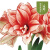 樱霞朱顶红种球重瓣花卉植物盆栽 22-23cm鬼魅3大球+肥料+粉