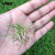 安赛瑞 草坪种子 实验田区护坡种子 1kg狗牙根脱壳包衣种子 园林造景耐热草籽 531067