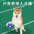 贝意品乳胶大号足球狗狗玩具趣味发声可水洗互动宠物用品 【狂欢世界杯】中大型犬足球