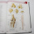 奈特人体解剖学彩色图谱，第8版