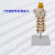 FACEMINI QT-16 7节颈椎带枕骨脑干模型 医学教学仿真模型 7节颈椎带枕骨脑干模型 规格 48H