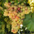 卉双巨峰葡萄苖阳光玫瑰蓝宝石葡萄树苗无籽南方北方种植盆栽 黑芭拉多葡萄苗10年（当年结果） 嫁接葡萄苗1.5-2厘米粗当年结果