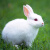 朗缤 兔子活体宠物兔活体公主兔小白荷兰侏儒 垂耳兔活物 随机公主兔2只(一公一母)