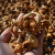 澳康华滑子菇新货干货蘑菇东北特产滑子蘑新货小鸡小黄蘑菇丁250克