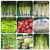 蔬菜捆扎带超市捆绑带扎菜带绿色紫蓝红色生鲜印字胶带定做 带字新鲜绿1.2*50米