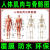 雅哲人体骨骼图挂图器官内脏结构图海报脊柱图解肌肉分布解剖图挂画 健身器械使用示意图 PP胶背面带胶24寸40x60cm