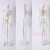 45 85 170cm人体骨骼模型骨架人体模型小白骷髅教学脊椎身 45厘米骨骼【升级加宽底座】 专业版