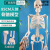 85cm人体骨骼模型170cm全身成人骨架人体模型小骷髅教学脊椎模型 B款85CM人体骨骼-无神经款
