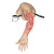 天齐卫勤 医学教学模型 穿戴式四肢止血训练模块（止血训练套件、血液循环系统）TQ-BLA2020004