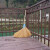 竹扫把农村老式竹丝扫帚笤帚户外庭院环卫通用大扫把扫院子 新五段圆扫把无叶长17米