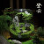 喵小杏趣味苔藓微景观创意桌面生态瓶盆栽盆景摆件造景办公室植物绿植物 竹下亭+植物灯
