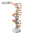SiQiDNA双螺旋分子结构模型大号高中带底座脱氧核苷酸链碱基对遗传基因染色体双链分子结构模型生物 DNA双螺旋结构模型（大号）