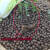 禾之润绿茶树种子特早茶种子耐寒茶叶种子 茶树籽 各种茶叶种子播种种籽 西湖龙井茶种子1斤
