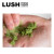 LUSH英国进口 LUSH 岚舒 草本洗面膏 控油清爽洁面手工 保湿滋润肌肤 250克