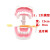 牙科标准牙模型牙齿模型牙模教学假牙幼儿园刷牙练习口腔儿童模型 【跳跳牙5个】