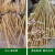 德奇慧竹子竹竿竹杆活动搭架竹篙救生竿竹杆清漆款 粗3公分长2米
