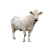 纯种西门塔尔牛2-9个月小牛犊改良肉牛大型种公牛西门塔尔小牛犊 西门塔尔牛 详询客服 养殖资料