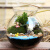 拾爱微景观微观苔藓绿植物玻璃微景观组合盆栽生态瓶材料包盆景套 夏日龙猫(12cm)