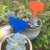稳斯坦 加厚园艺花卉标签 植物标签多肉塑料标签 花卉牌园艺标签 蓝色（100个）WJL34
