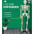 170CM人体骨骼模型教学瑜伽骨架带神经脊柱可弯曲关节韧带 170cm骨骼附半边韧带