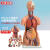 工品云超 教学模具 人体解剖模型器官可拆卸医学教学心脏内脏模型躯干系统结构图 85cm男性躯干可拆19件 
