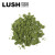 LUSH英国进口 LUSH 岚舒 草本洗面膏 控油清爽洁面手工 保湿滋润肌肤 250克