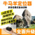 纽曼gps北斗牛马羊定位器宝康源大电量放牧智能4g防走失GPS追踪项圈运动跟踪 黑色 配钢丝项圈