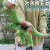 超大号恐龙玩具可发声软胶霸王龙模型仿真3-6岁儿童玩具男孩礼物 超大号绿色霸王龙