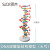 SiQiDNA双螺旋分子结构模型大号高中带底座脱氧核苷酸链碱基对遗传基因染色体双链分子结构模型生物 DNA双螺旋结构模型（大号）