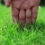 兰诗 四季青草坪种子护坡草籽地毯草实验田实验种子  狗牙根2斤 WS1007
