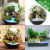 拾爱微景观微观苔藓绿植物玻璃微景观组合盆栽生态瓶材料包盆景套 夏日龙猫(12cm)