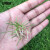 安赛瑞 草坪种子 实验田区护坡种子发芽快 1kg狗牙净种裸种 园林造景耐热草籽 531068